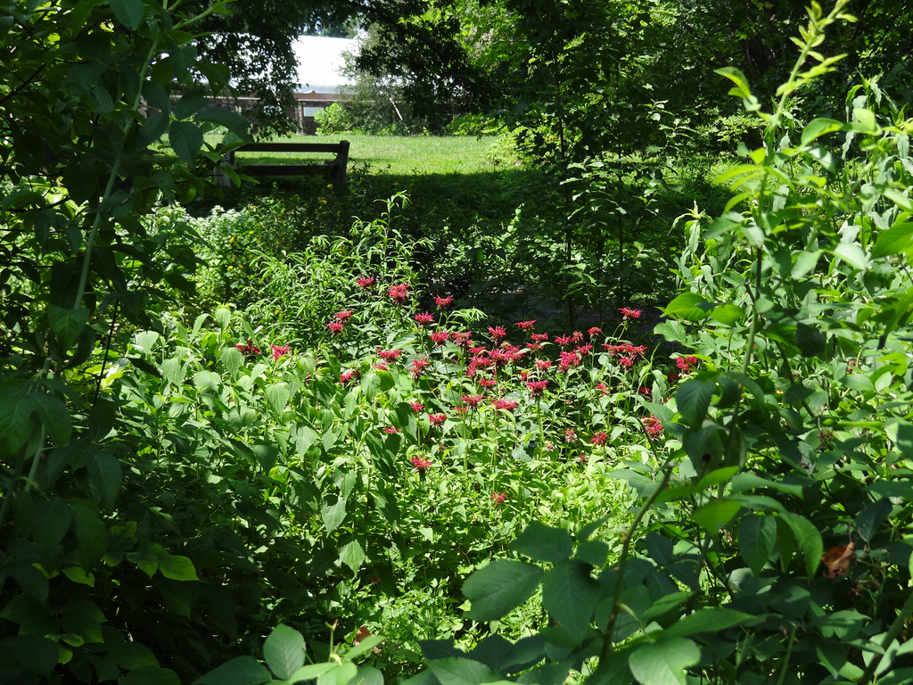 Gradina lui Bartram din Philadelphia11