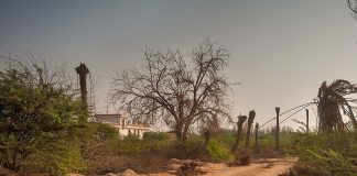 Gradini din Al Shamal