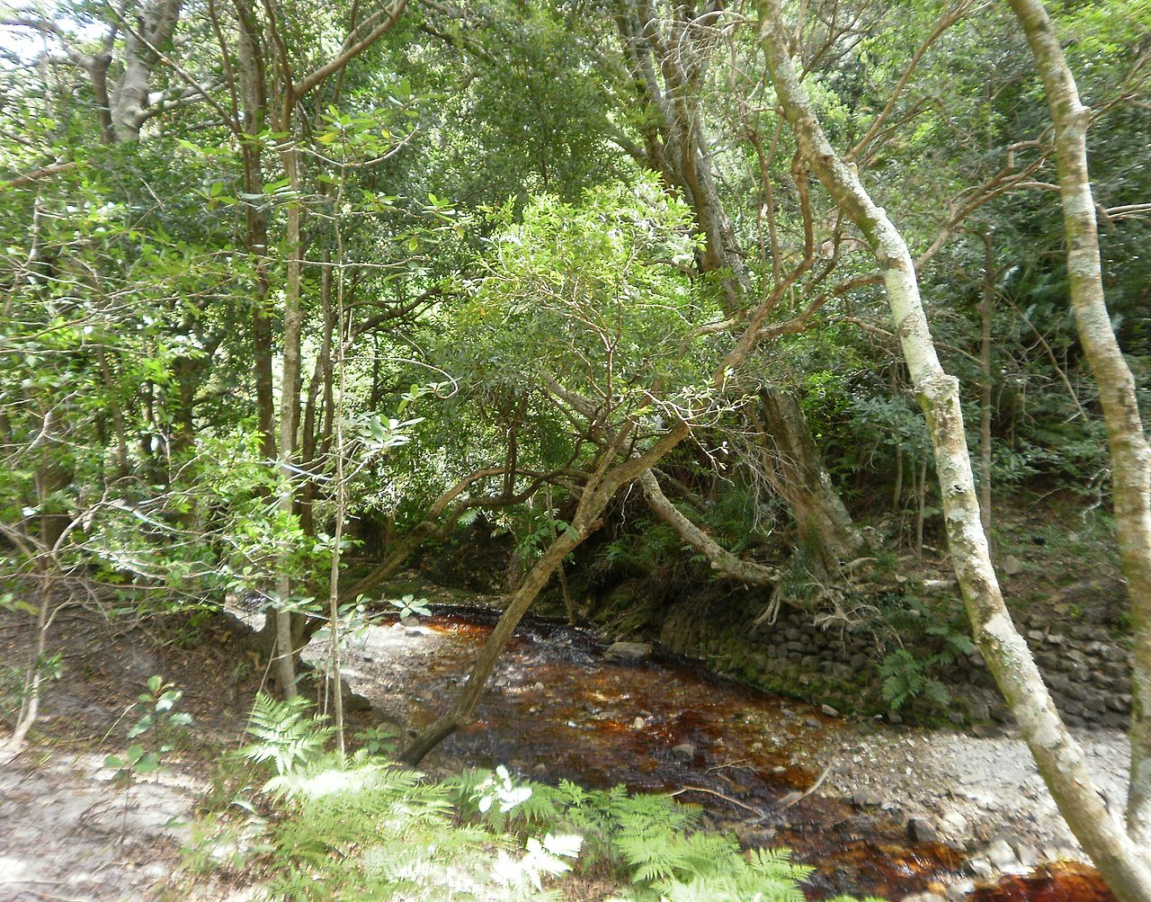 Gradinile Botanice Nationale Harold Porter11