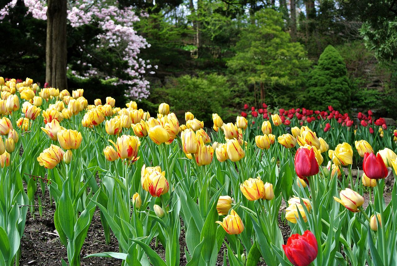 Gradinile Botanice Regale din Ontario11