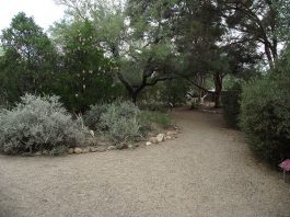 Gradinile Botanice Tucson