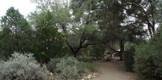 Gradinile Botanice Tucson