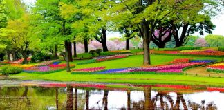Grădinile Keukenhof – paradisul lalelelor din Olanda Gradinile Keukenhof