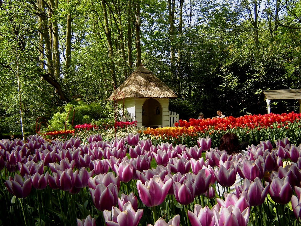 Gradinile Keukenhof111