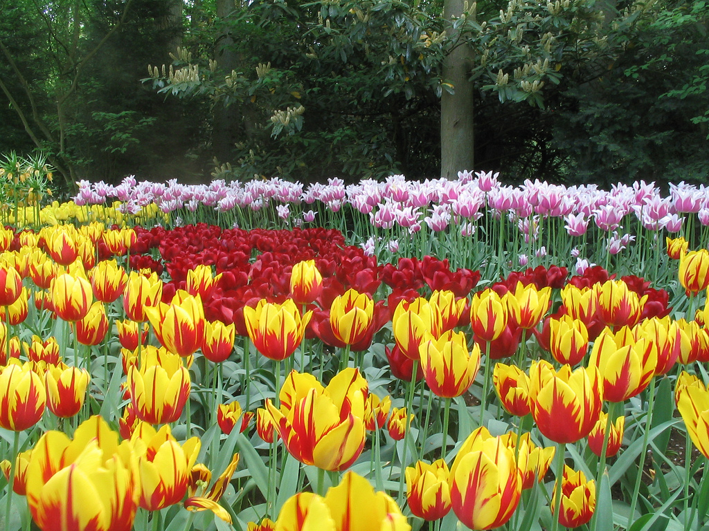 Gradinile Keukenhof1111