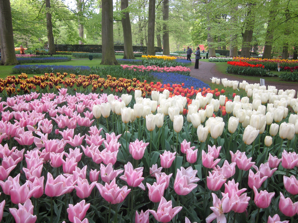 Gradinile Keukenhof11111