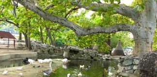 Grădina Zoologică din Belgrad: Obiective turistice Serbia – Belgrad Grădina Zoologică din Belgrad