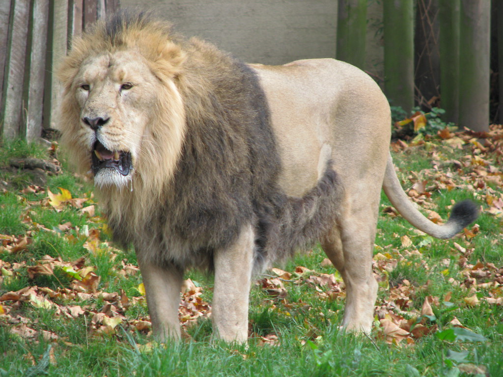 Grădina Zoologică din Londra1