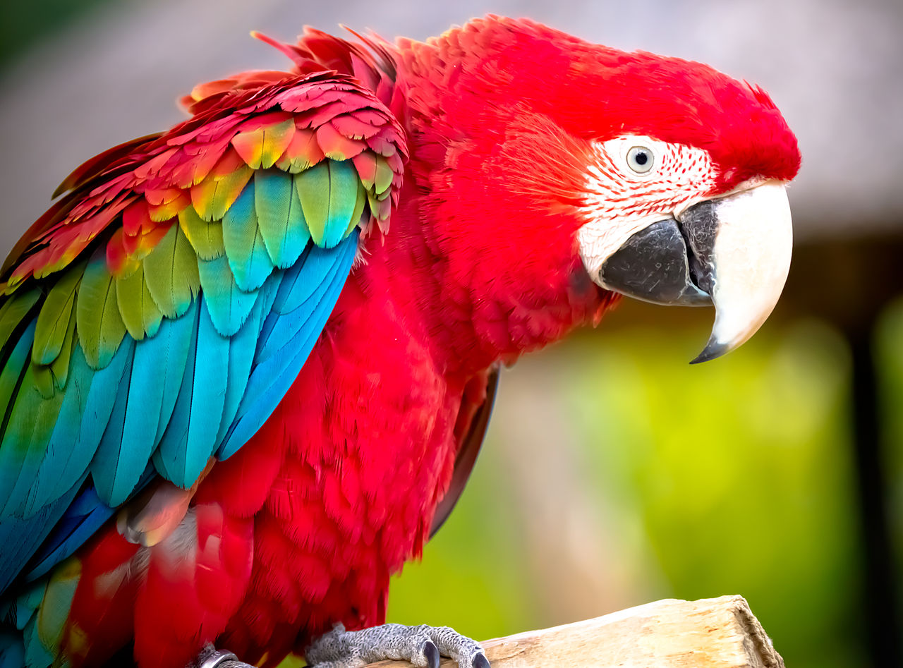 Grădinile Montecasino Bird111