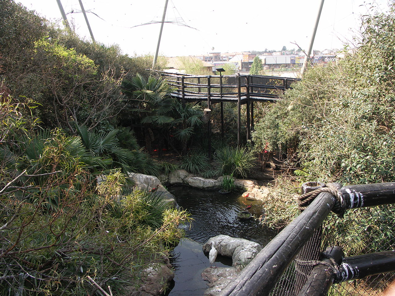 Grădinile Montecasino Bird111