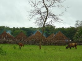 Guinea Bissau
