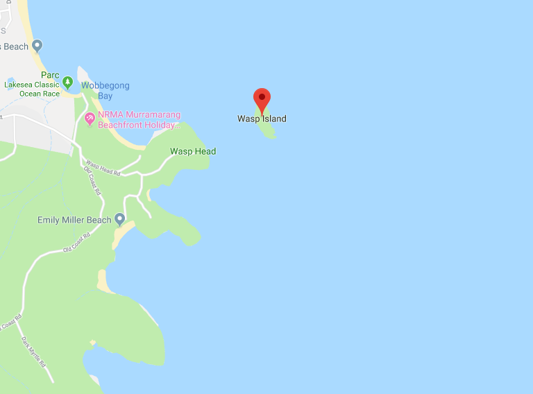 Insula Wasp Insula Wasp