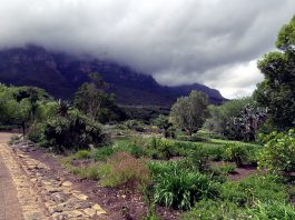 Kirstenbosch