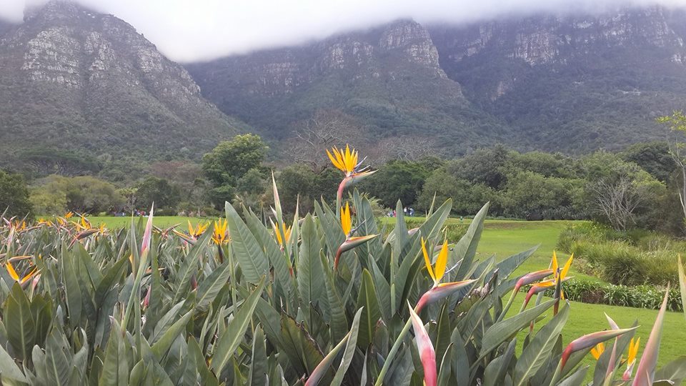 Kirstenbosch Botanical Gardens1