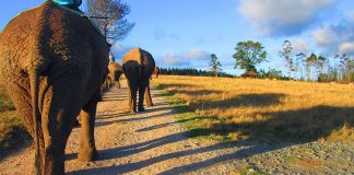 Knysna Elephant Park: Obiective turistice Africa de Sud – Kwanokuthula Knysna Elephant Park