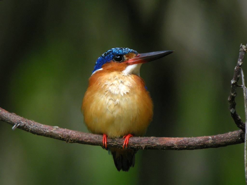 Madagascar pasari