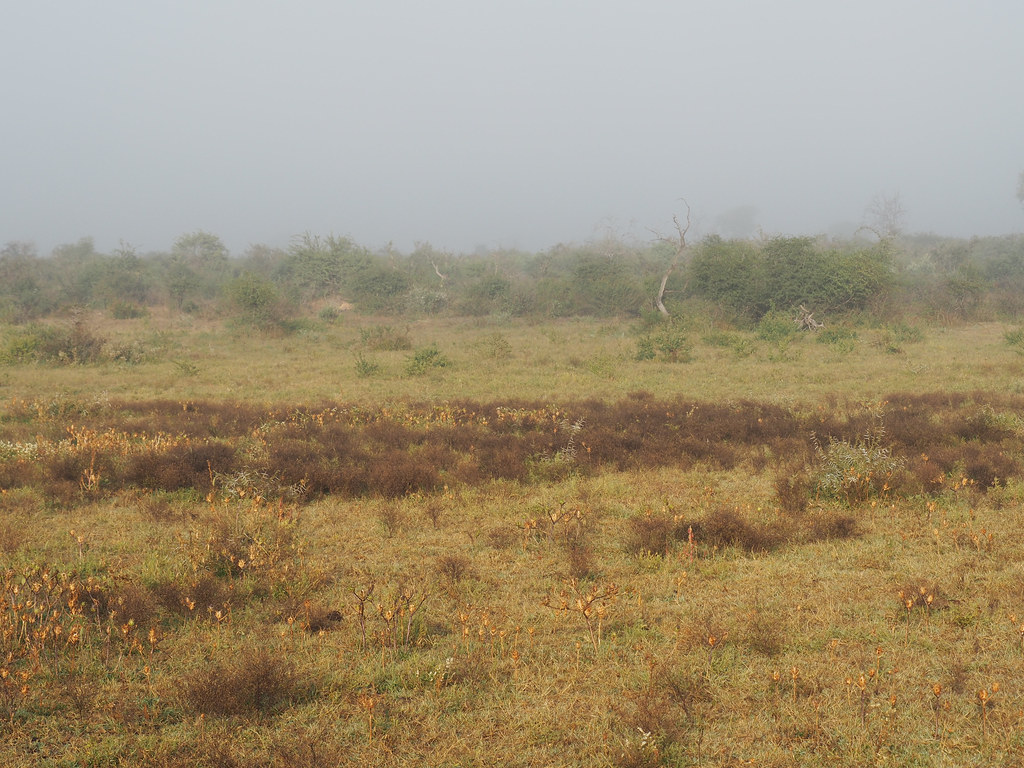 Madikwe Game Reserve