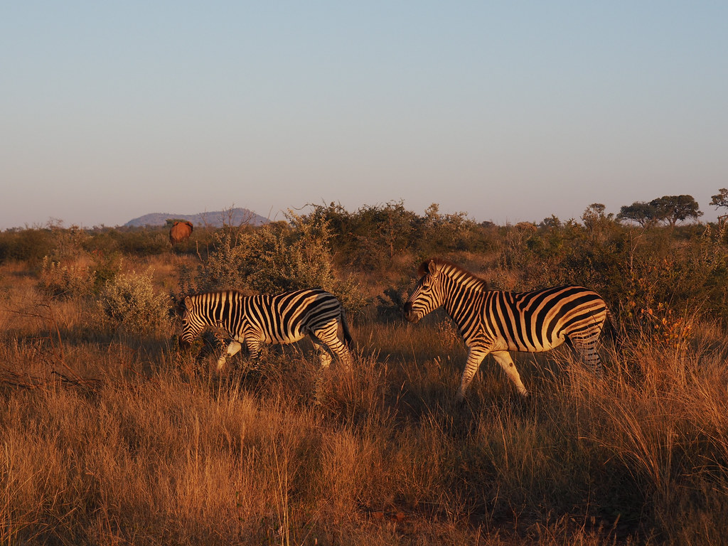 Madikwe Game Reserve11