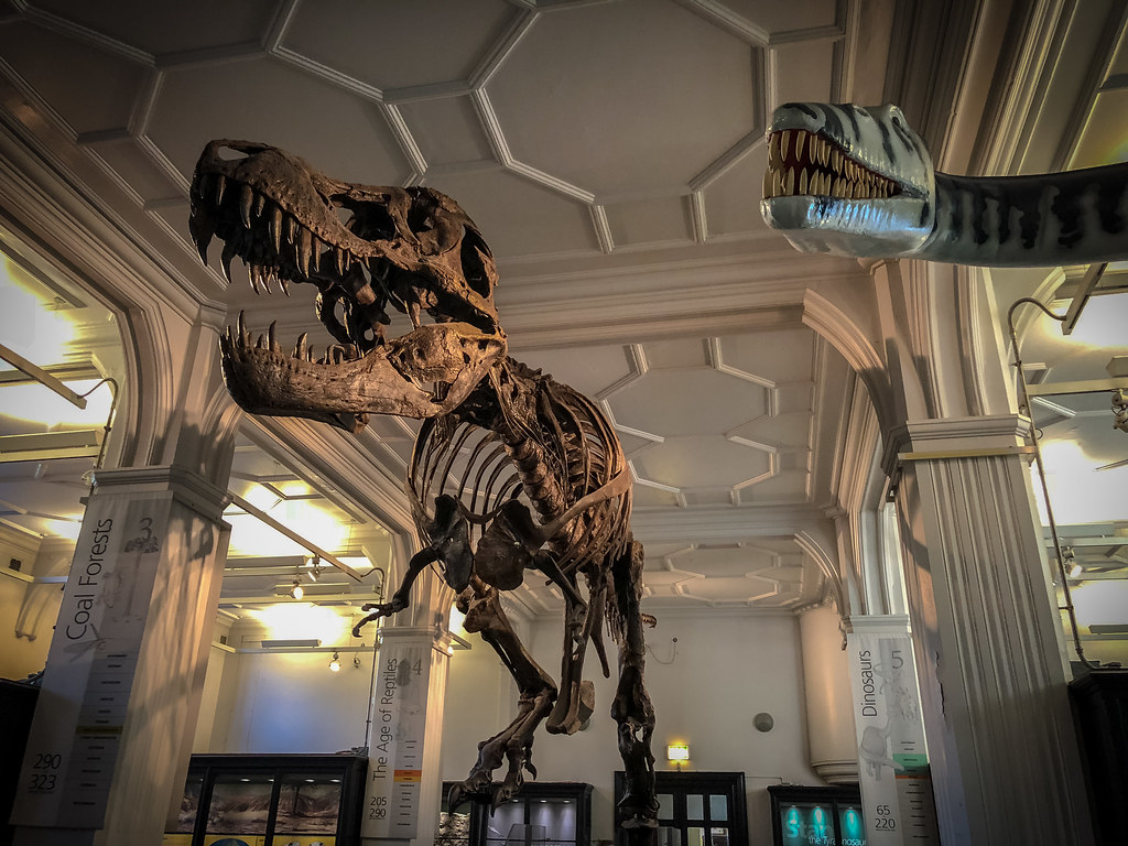 Dinosaur at Manchester Museum