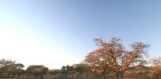 Parcul Național Mokala: Obiective turistice Africa de Sud – Kimberley Mokala National Park