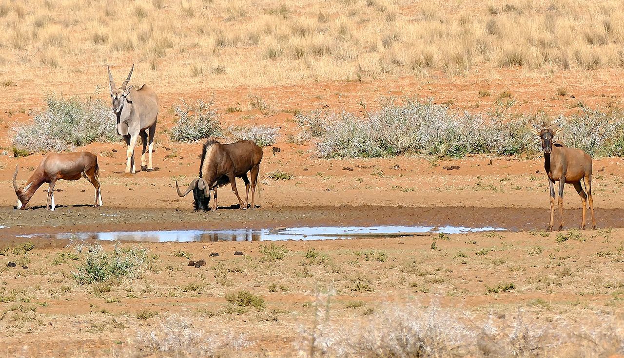Mokala National Park111