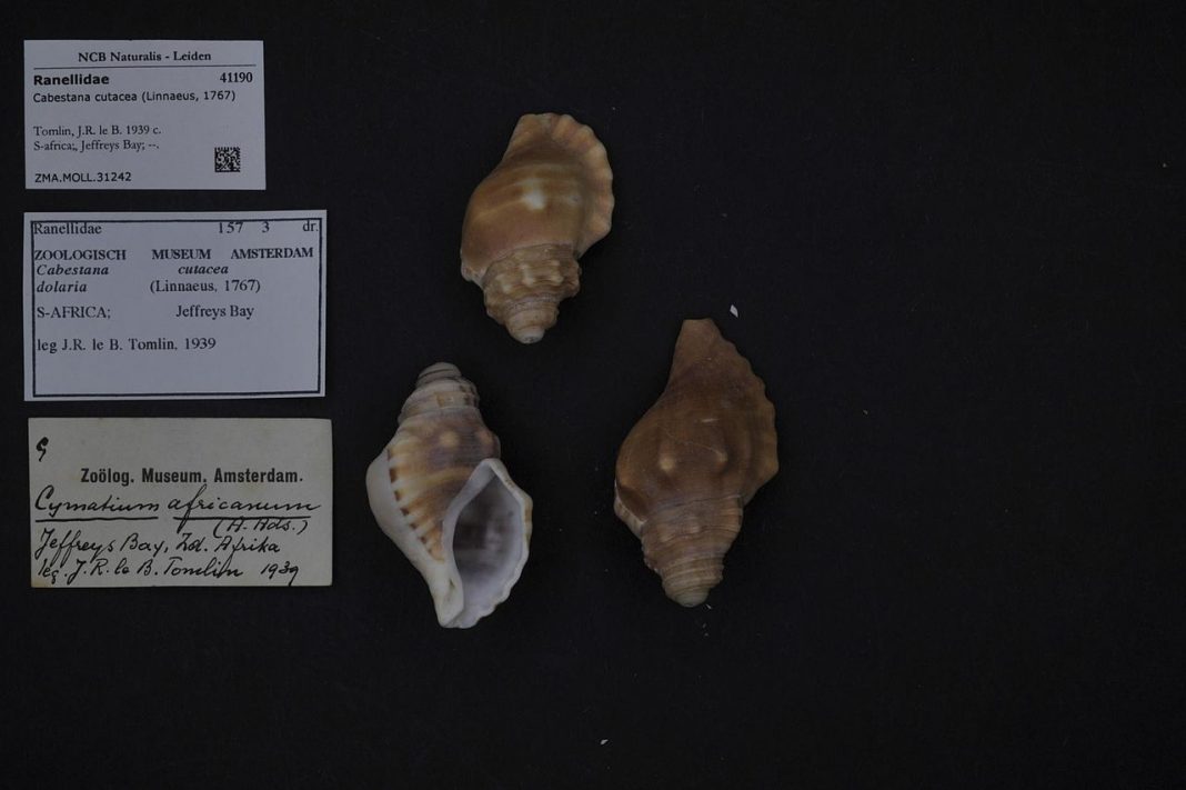 Muzeul Shell