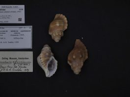 Muzeul Shell