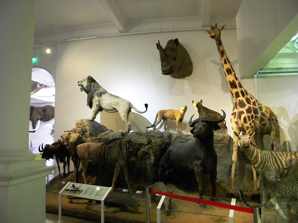 Muzeul de Istorie Naturală Grigore Antipa2