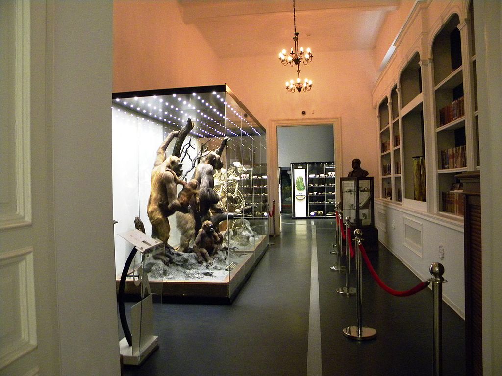 Muzeul de Istorie Naturală Grigore Antipa22