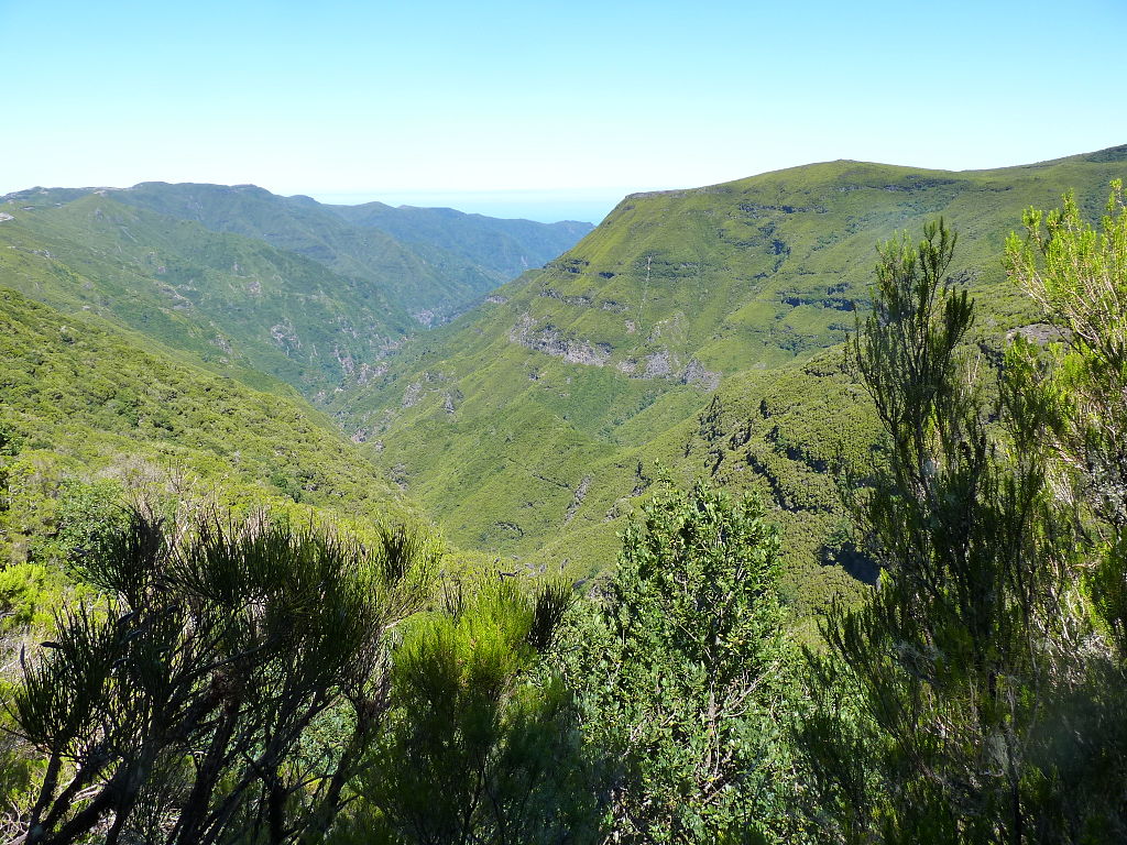 Padurile de laur de pe Madeira Padurile de laur de pe Madeira