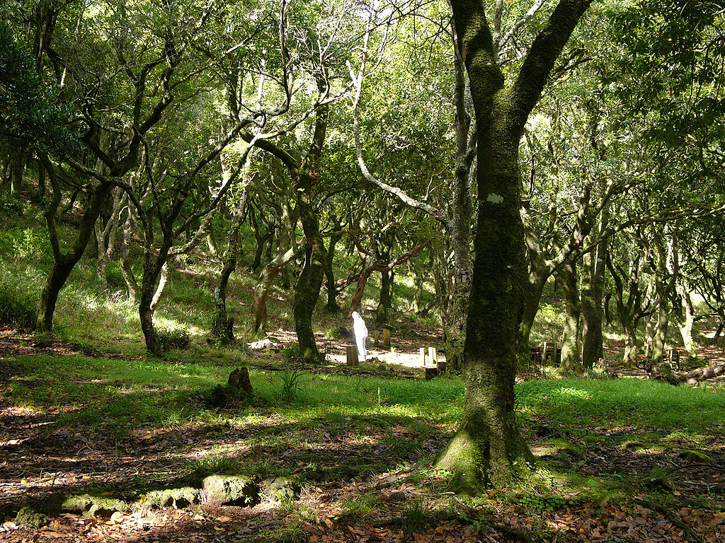 Padurile de laur de pe Madeira1
