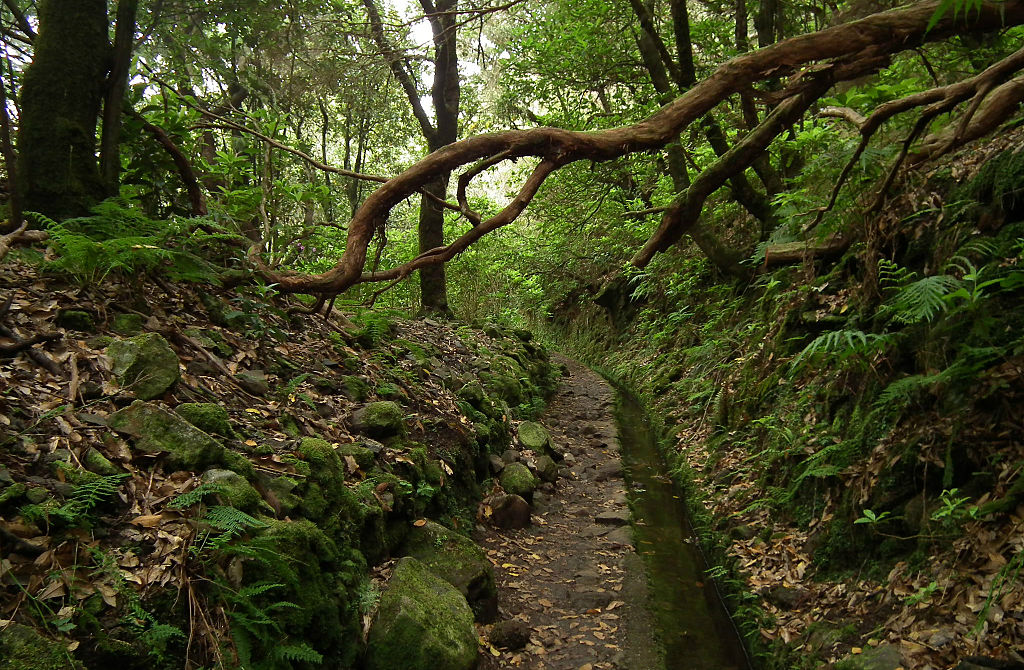 Padurile de laur de pe Madeira111