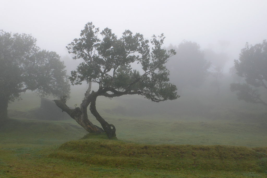 Padurile de laur de pe Madeira11111