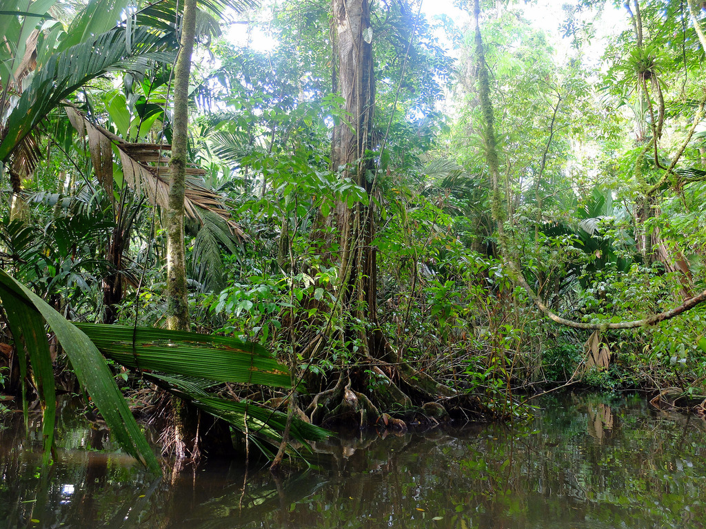 Parcul National Tortuguero1