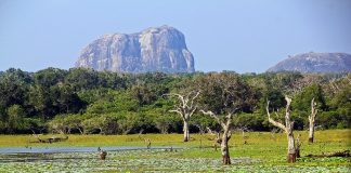 Parcul National Yala