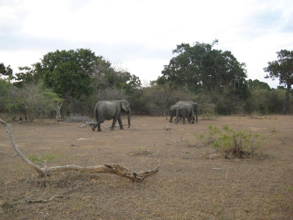 Parcul National Yala111