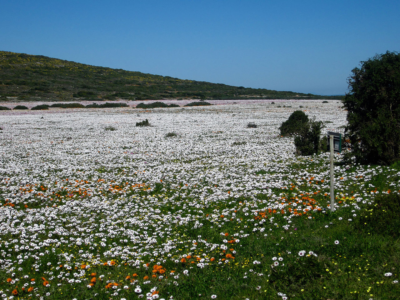 Parcul Național West Coast11