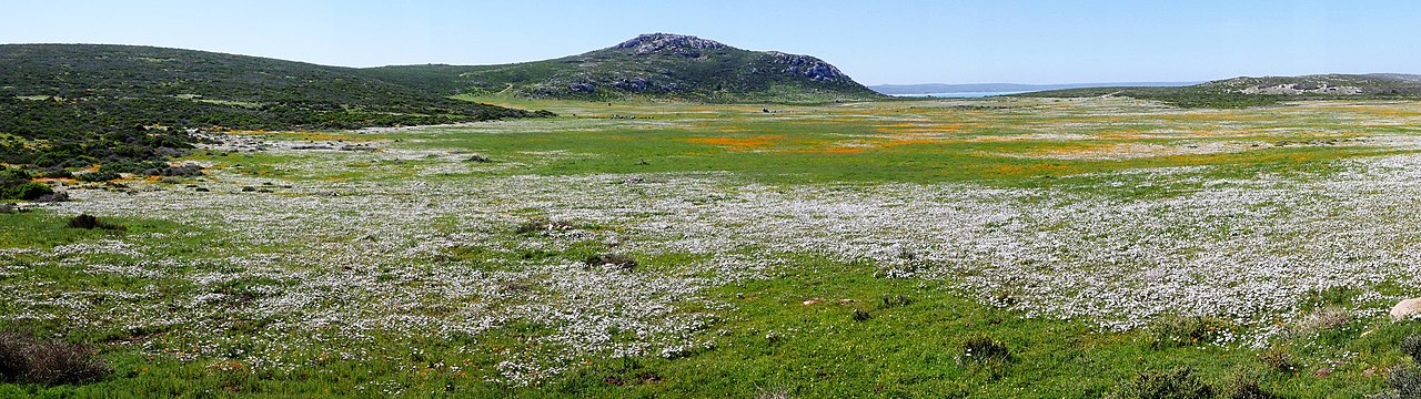 Spring Bloom at West Coast National Park