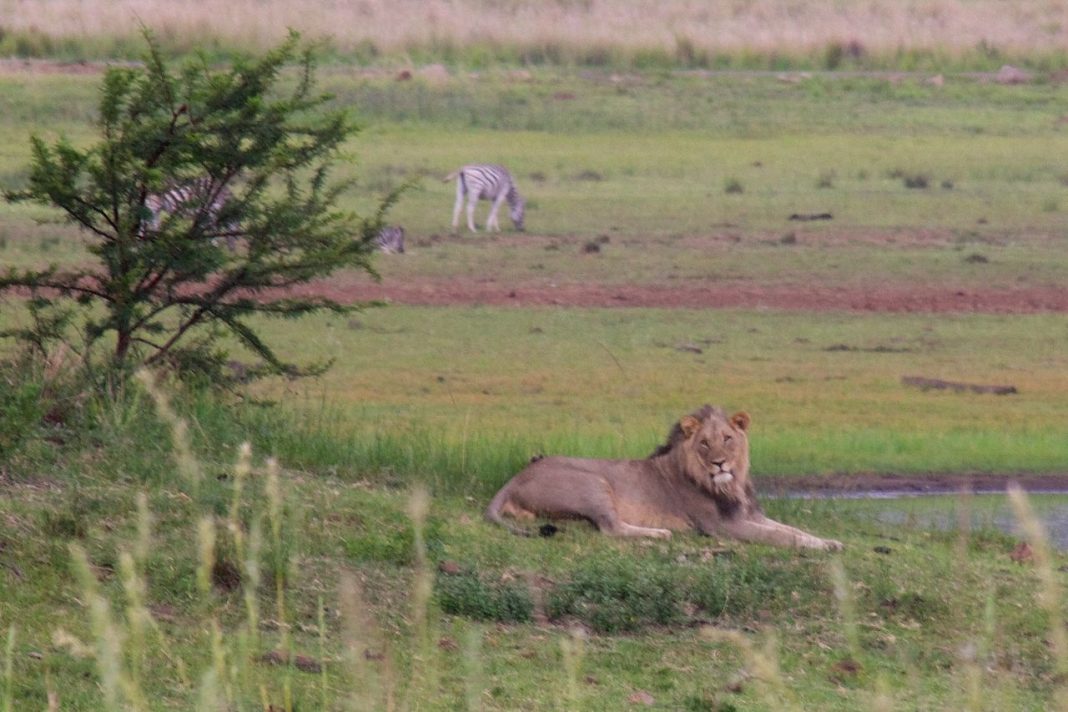Pilanesberg1111 Pilanesberg1111
