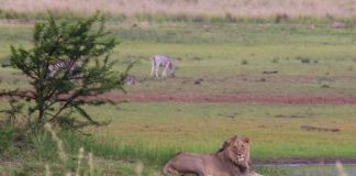 Parcul Național Pilanesberg: Obiective turistice Africa de Sud – Ledig Pilanesberg1111