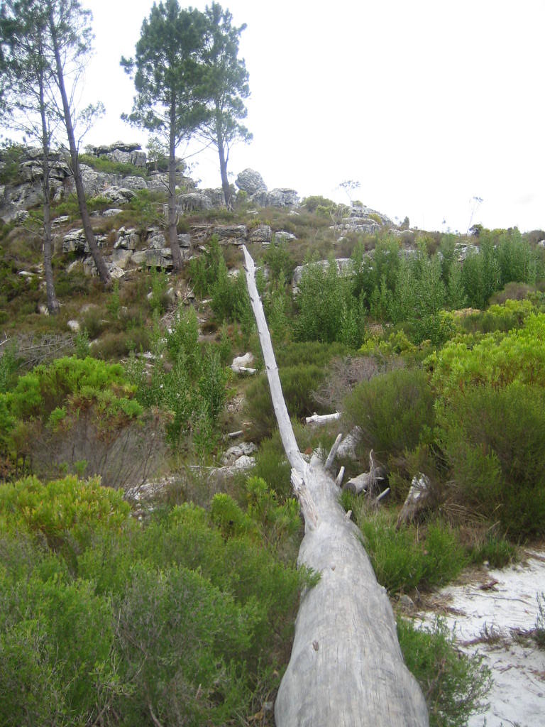 Silvermine11