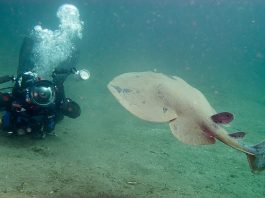 South African Institute for Aquatic Biodiversity