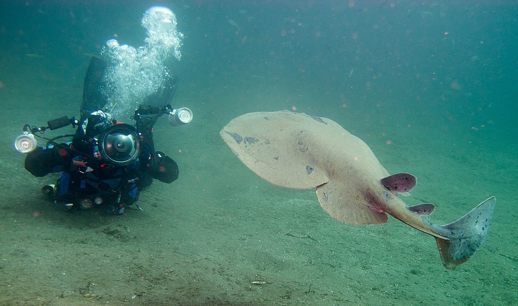 South African Institute for Aquatic Biodiversity South African Institute for Aquatic Biodiversity