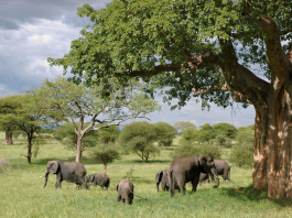 Tanzania