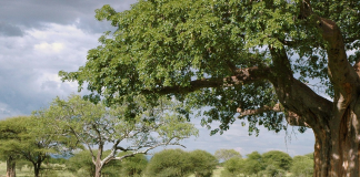 Tanzania : Țări de vizitat Tanzania