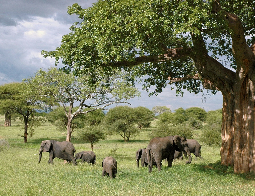 Tanzania Tanzania