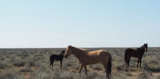 Orasul Anew: Obiective turistice Turkmenistan – Anew Turkmenistan