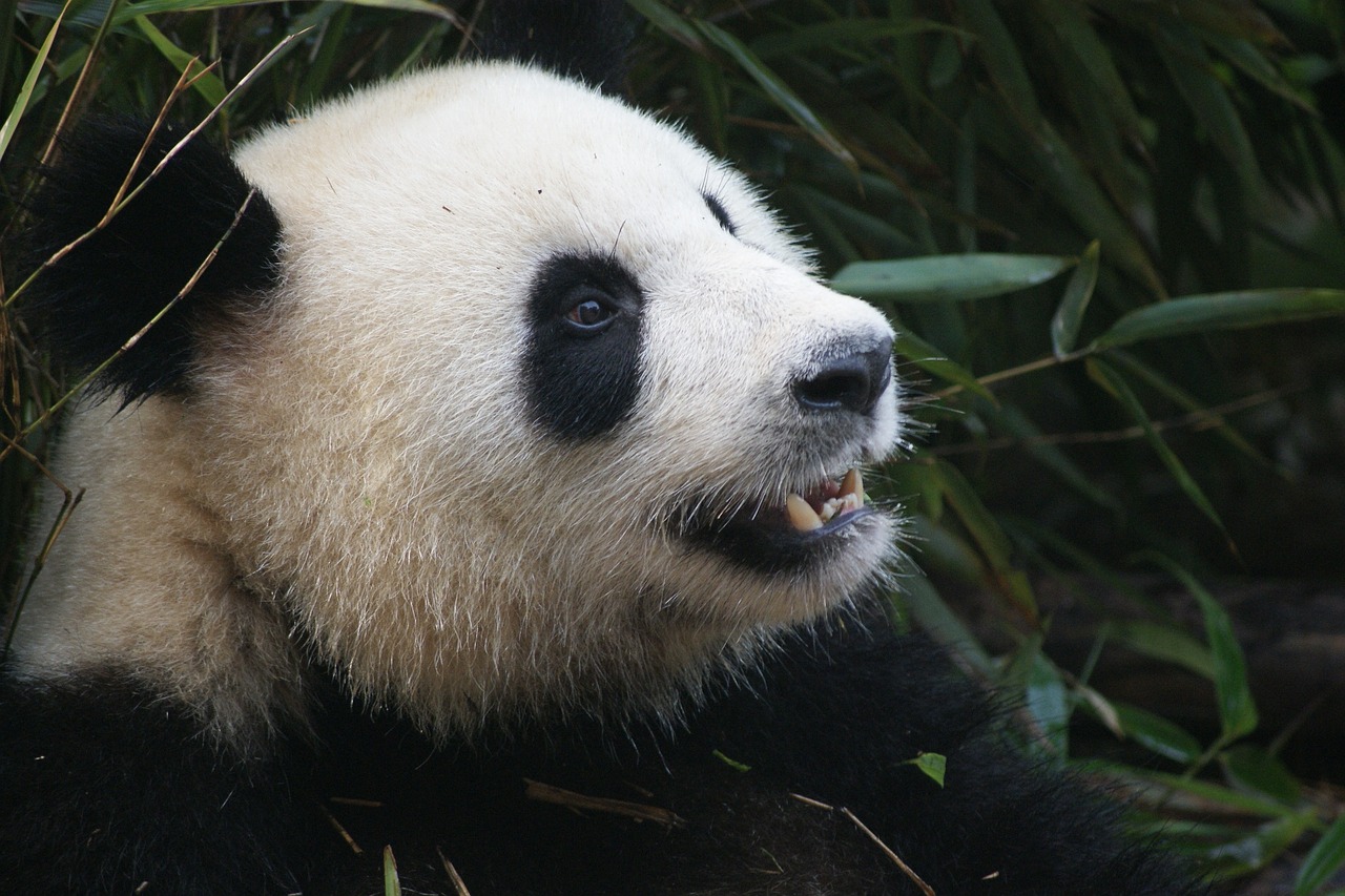 Ursi Panda Sichuan