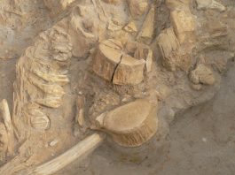 West Coast Fossil
