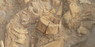 Parcul West Coast Fossil: Obiective turistice Africa de Sud – Vredenburg West Coast Fossil